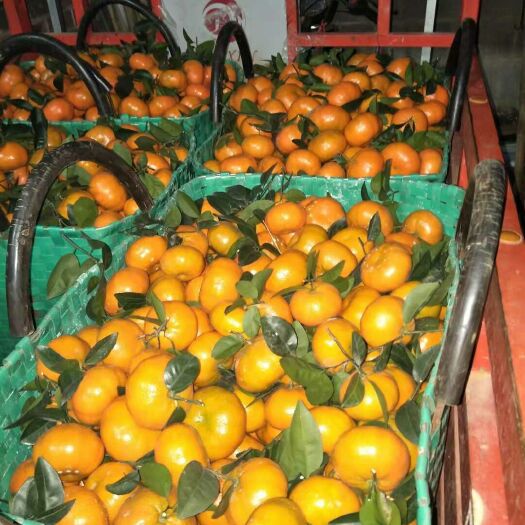 南宁w默科特 广西武鸣自家种植默科特产地直销