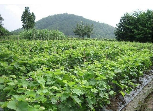 咸阳巨峰葡萄苗