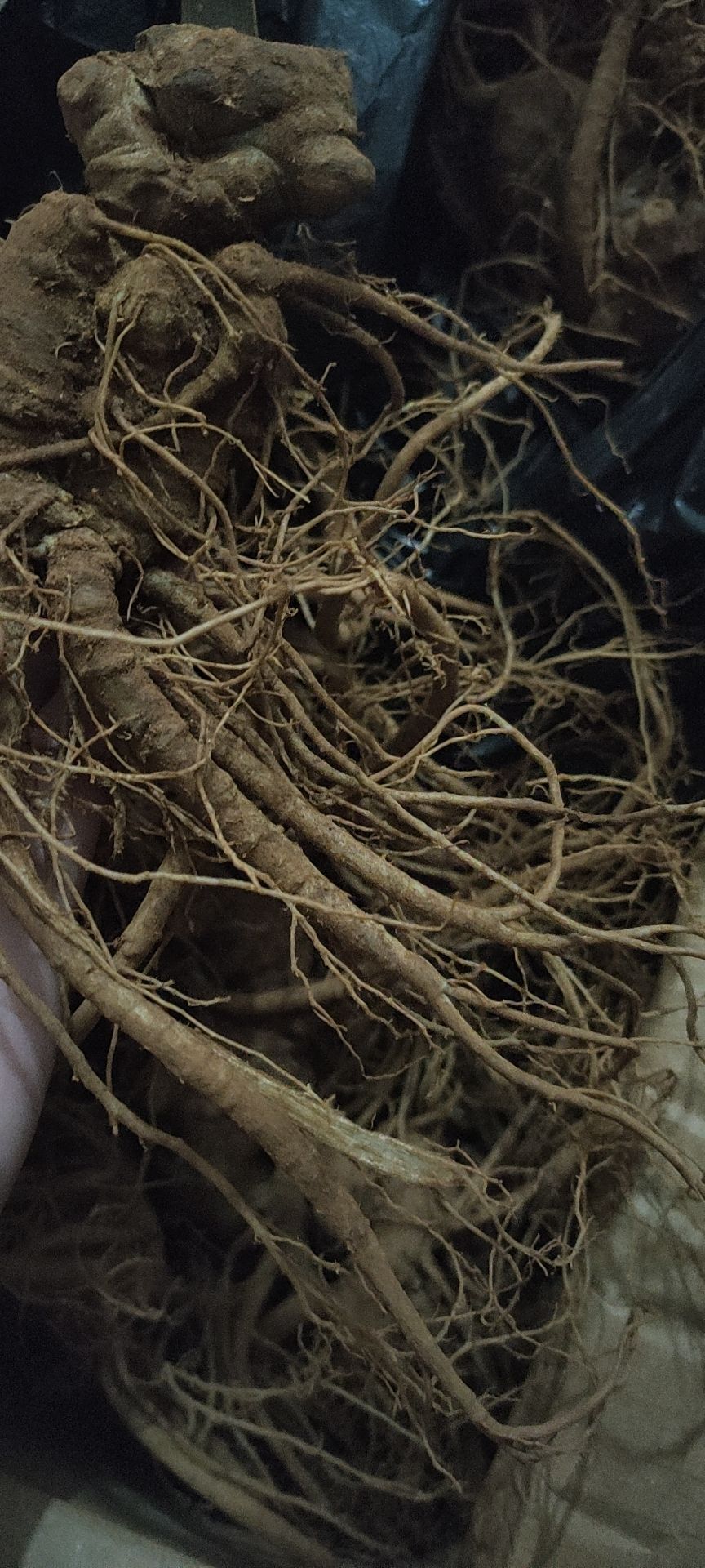  新鲜三七