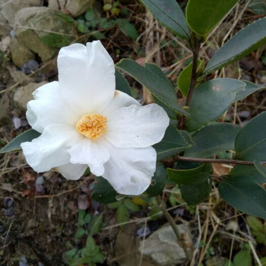 岳西县野山茶籽  【纯】茶籽油