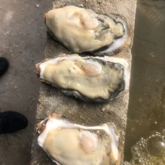 乳山市乳山生蚝，山东生蚝，乳山牡蛎