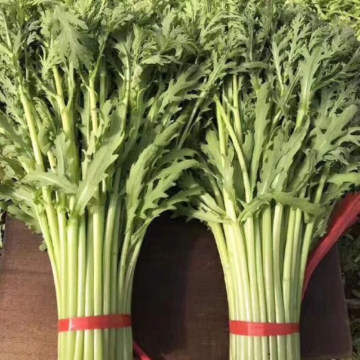 寿光市 寿光大量精品茼蒿上市