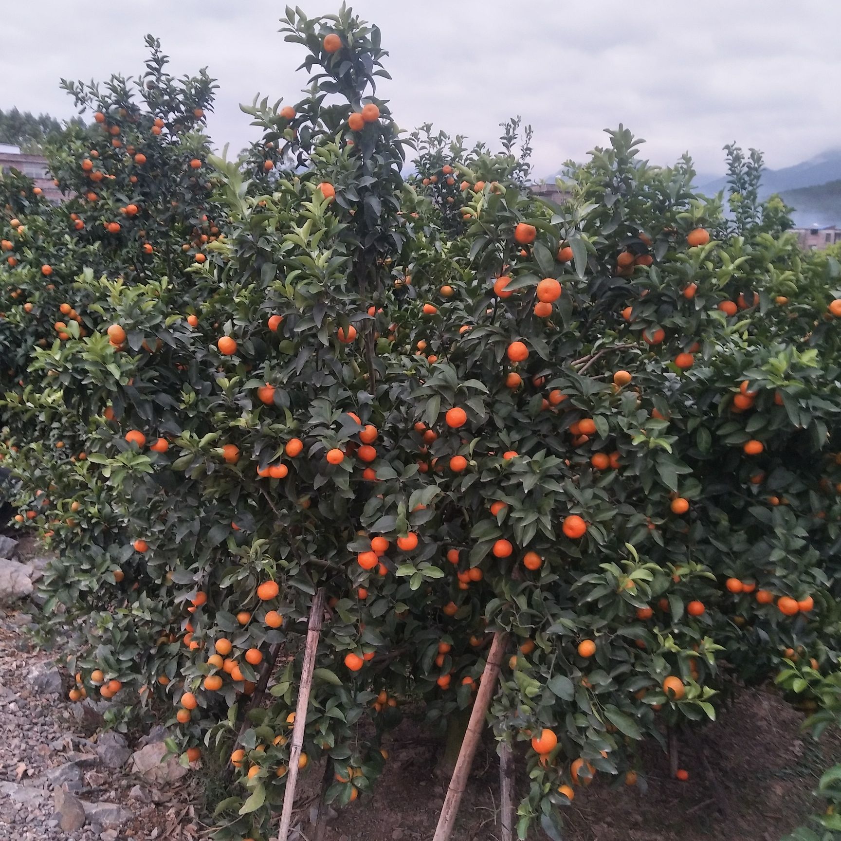  广西沙糖桔新鲜上市！