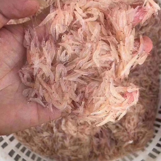 阳江虾皮/本地小虾皮/高质量虾皮补钙佳品