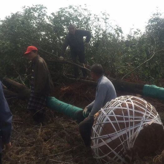咸宁 15以上骨架香樟大量出售