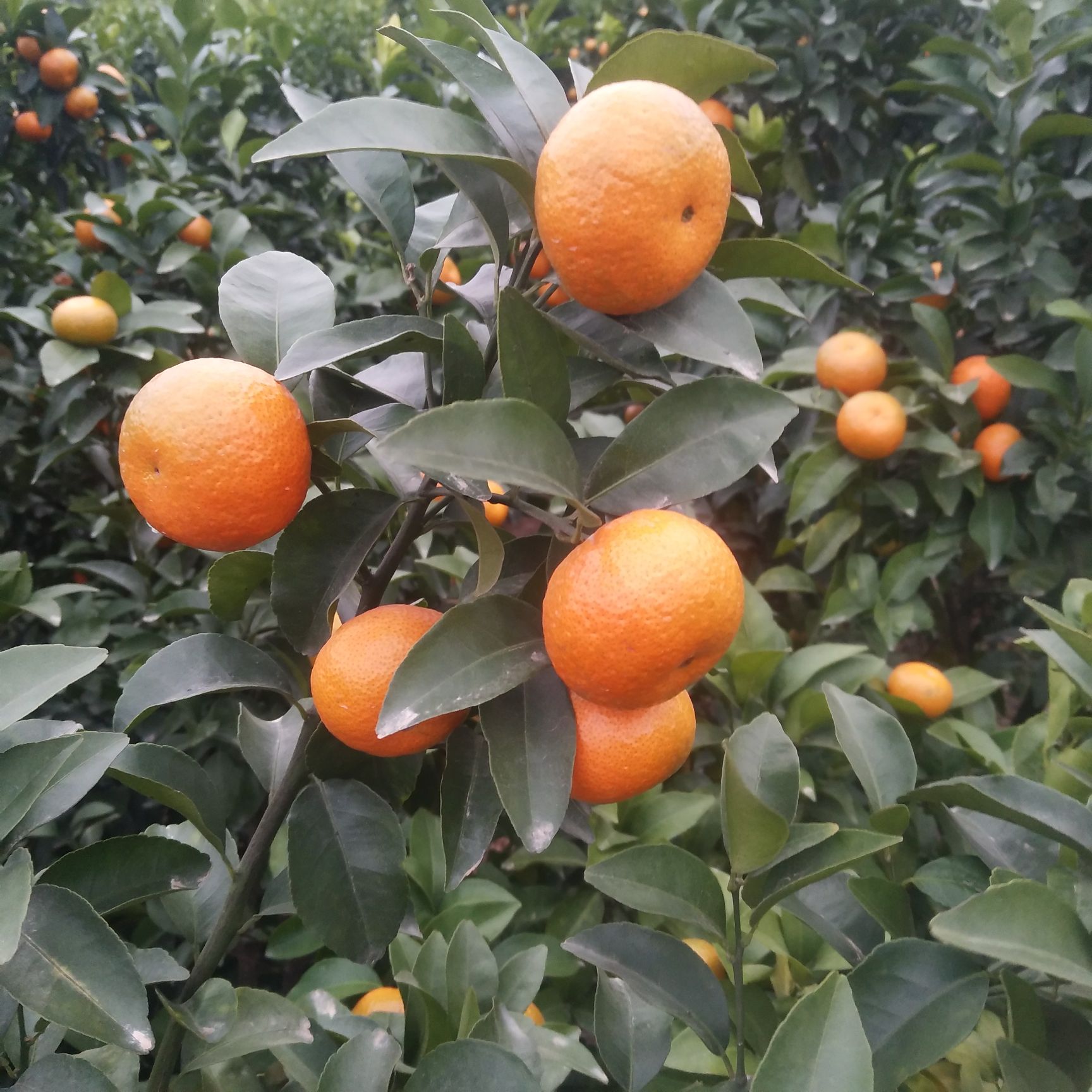  广西沙糖桔新鲜上市！