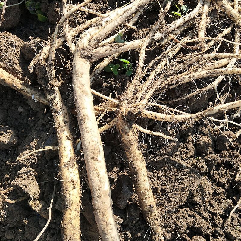  2019年新党参，无硫党参，产地直发 ，规格齐全