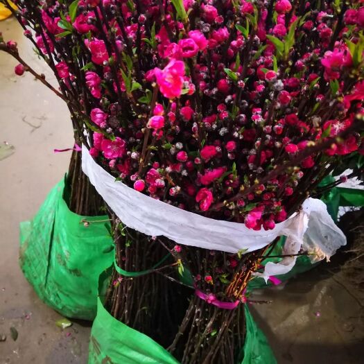 灵山县桃花心木  桃花苗 园林庭院绿化美化