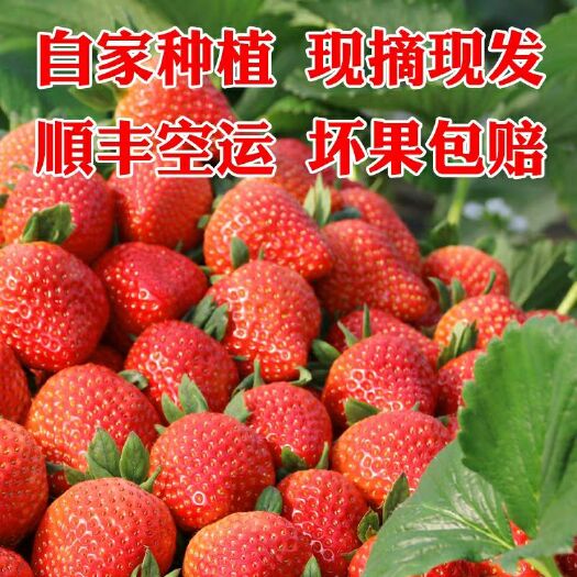 昆明 【顺丰包邮】牛奶草莓新鲜水果包邮当季奶油草莓5斤大草莓鲜草