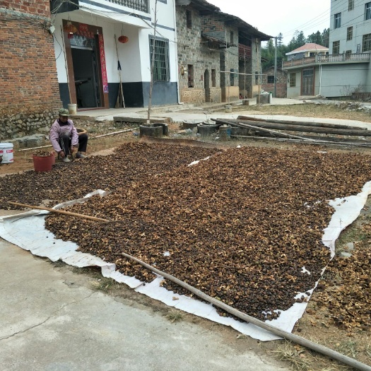 乐安县压榨山茶油 土方法炸油，保证荼油油。