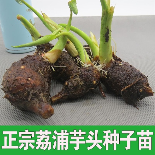  荔浦芋头种子苗
