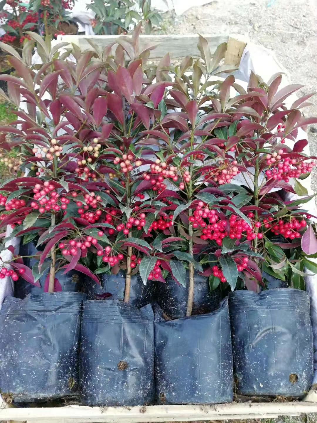 富贵籽盆栽 紫贝富贵籽 56装 产地批发直销