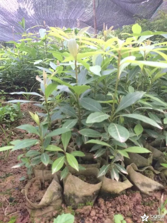 金丝楠苗  纯正金丝楠木苗，袋装苗，带土发货，一次合作终身朋