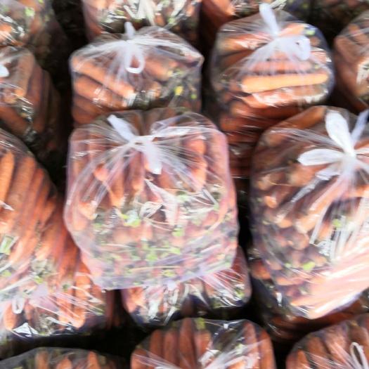 開封水果蘿卜 優(yōu)質(zhì)羅卜
