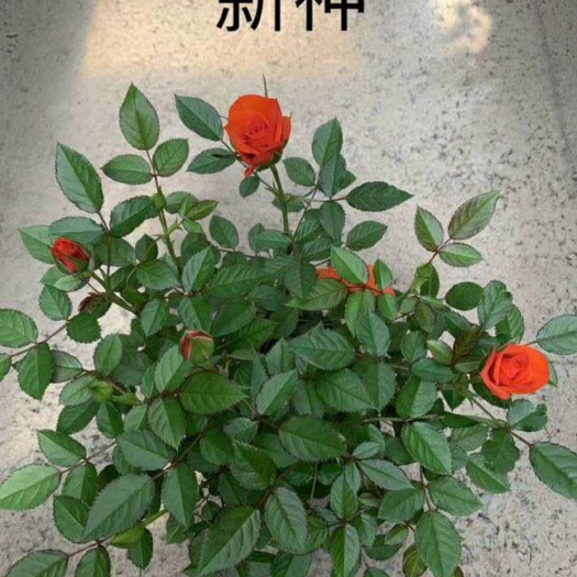 昆明玫瑰石斛盆栽 玫瑰盆栽苗，