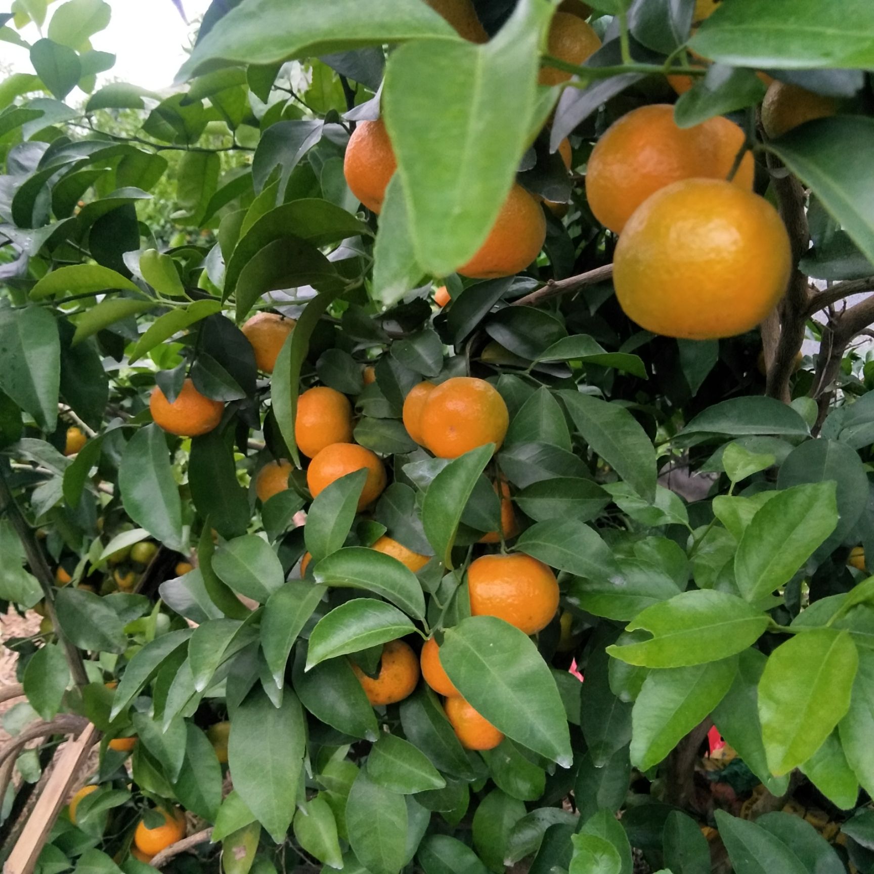 沙糖桔 广西象州县砂糖橘丰盛产地，老板直接到地头选果谈价