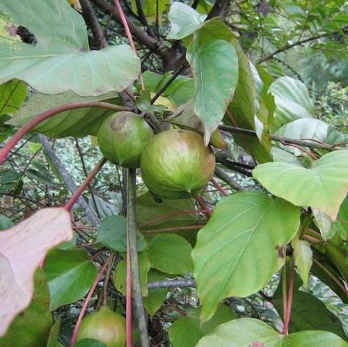 传统桐油  桐油  原榨桐油 桐油 木头防腐防霉