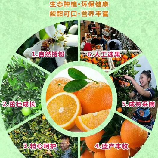 新宁县 崀山脐橙，纽荷尔，10斤包邮！