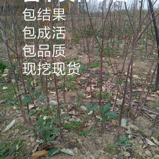 扶风县富平尖柿苗 富平尖柿子苗