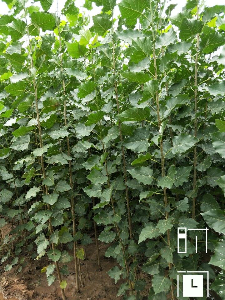 杨树苗，107速生杨树苗，生长快，木质好！