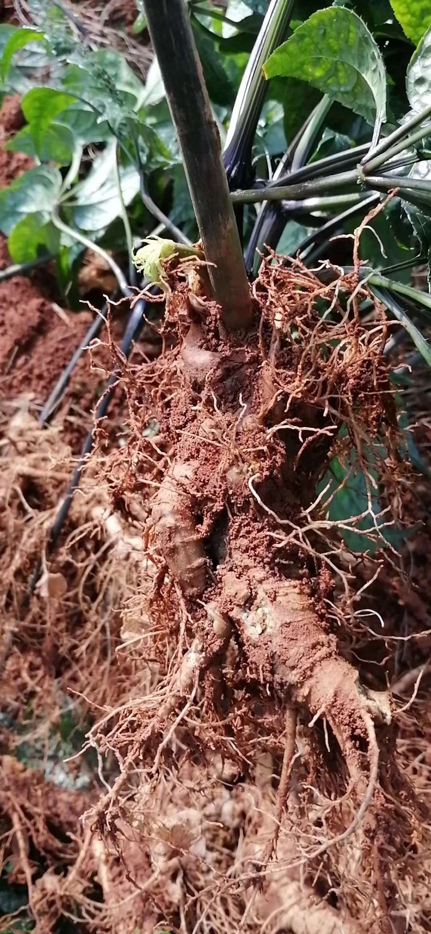  新鲜三七