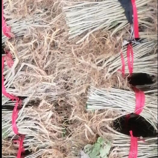 射阳县育711桑树苗 养蚕用育711桑苗，农桑14