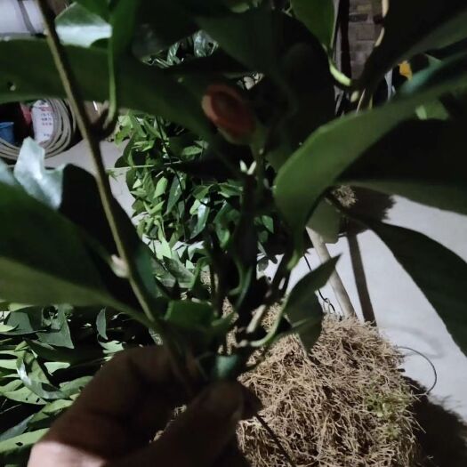 通道县粉红黑老虎苗 粉红1号苗