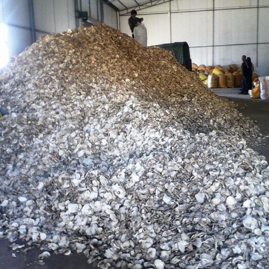 富源县魔芋干片、精粉大量批发
