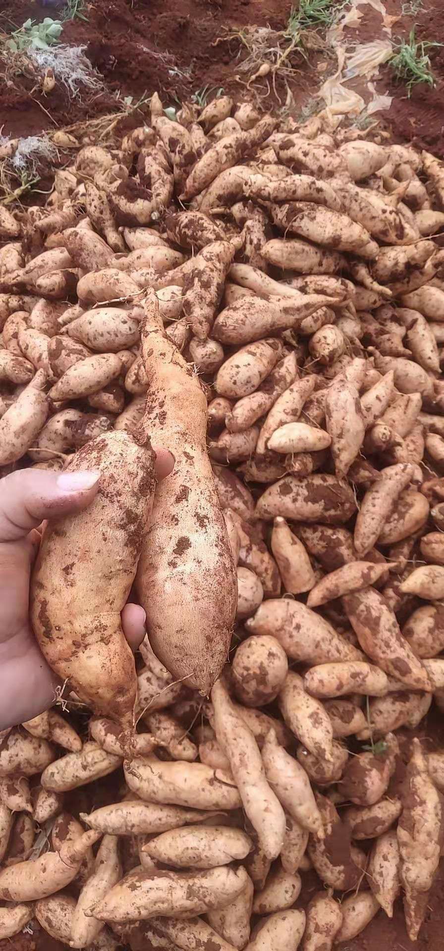  红薯，高原蜜薯。精品。