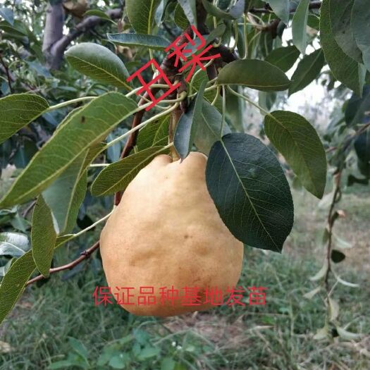 莱州市丑梨苗，丑梨是西洋梨品种，10月上旬成熟，基地直发杜梨砧木