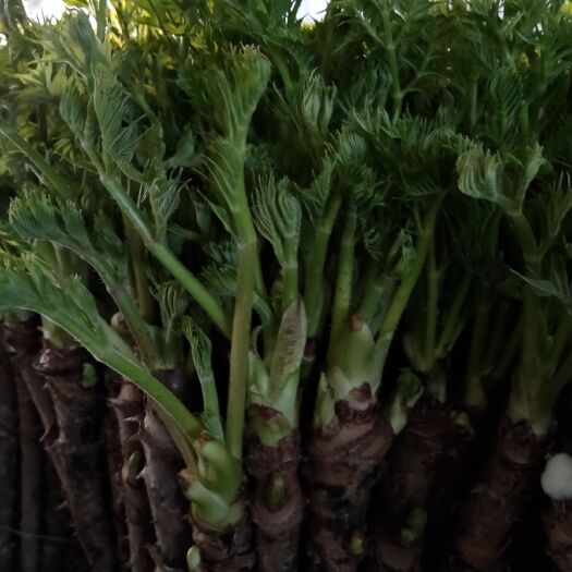 桦甸市刺老芽 反季刺嫩芽山野菜，纯绿色无公害，山泉水浇灌，让您食之无忧