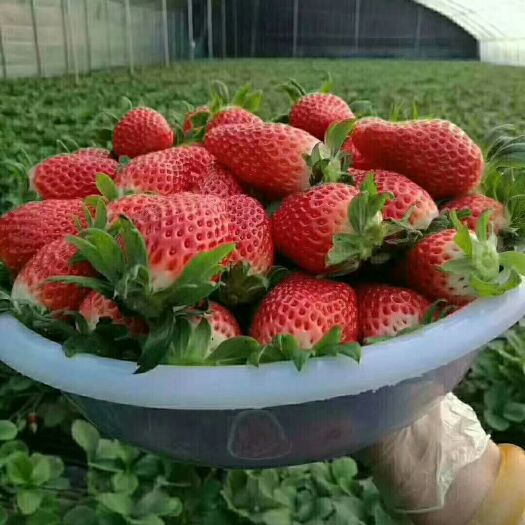平度市 甜宝奶油草莓批发