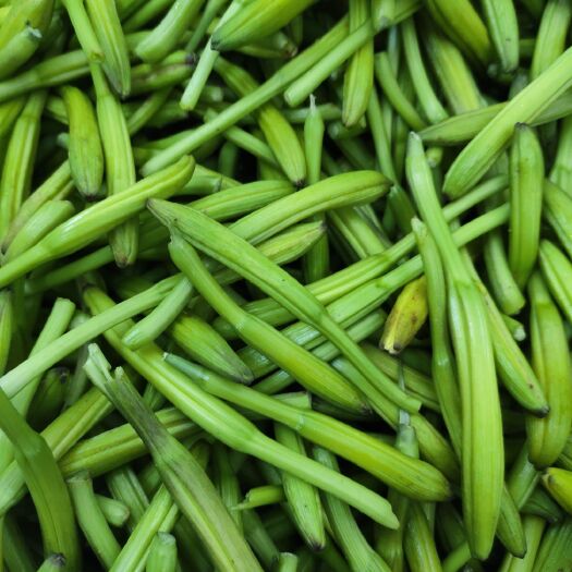 扬州 供应适宜鲜品销售的黄花菜苗