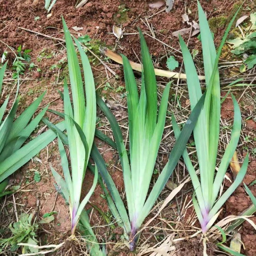 郴州鸢尾 量大货好