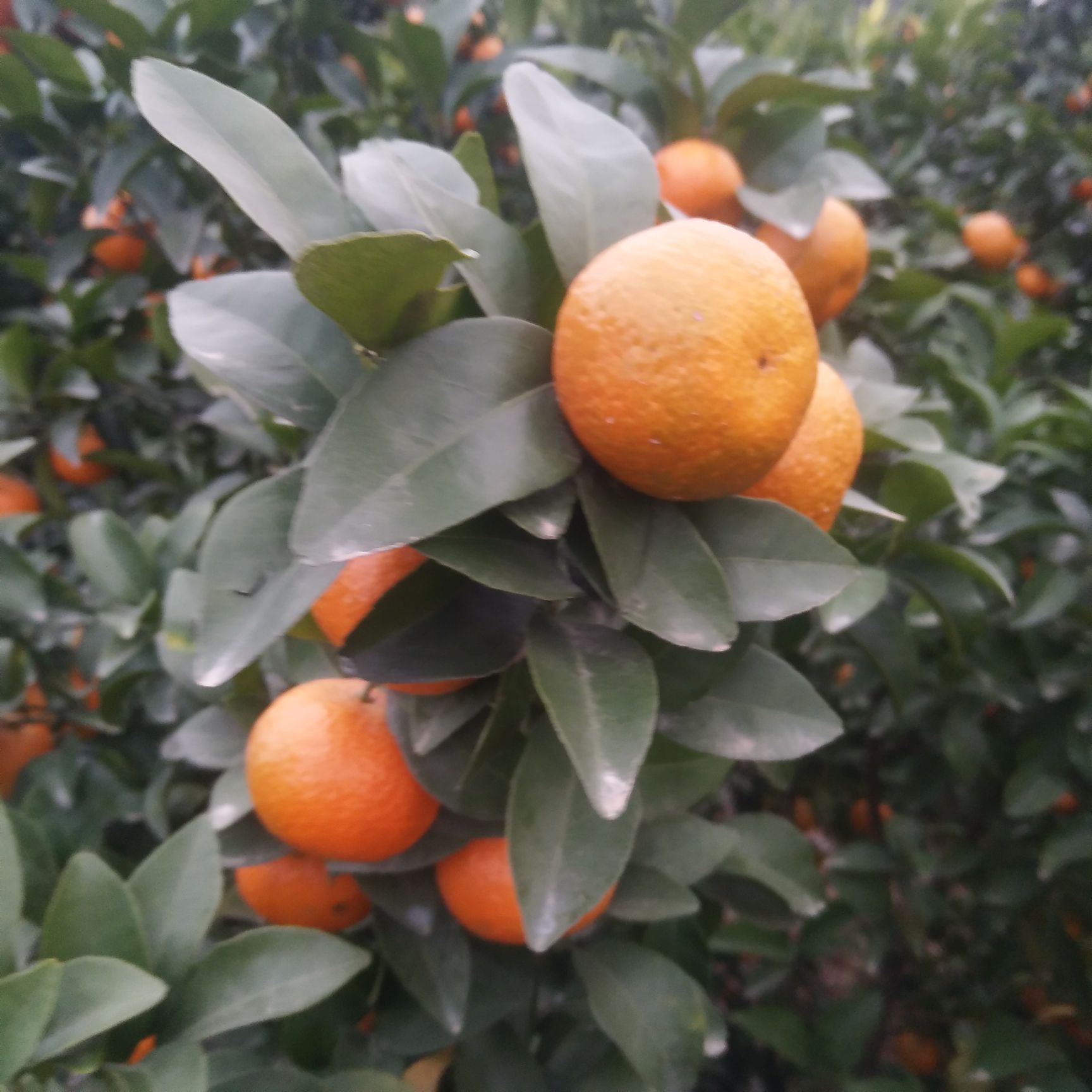  广西沙糖桔新鲜上市！