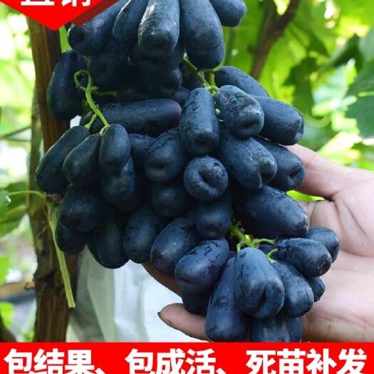 平邑县蓝宝石葡萄苗