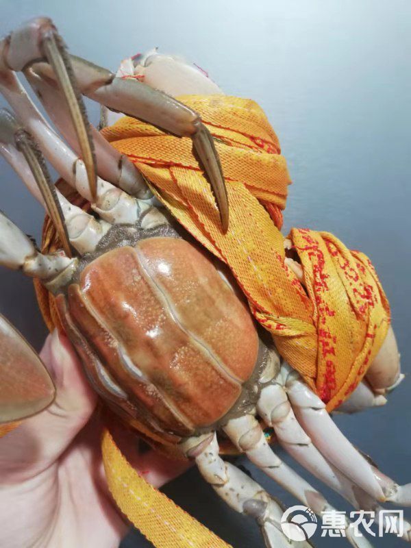  三门青蟹 出塘价 超大海螃蟹 肉蟹 味美鲜甜  壳薄肉厚