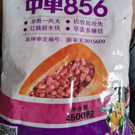 济南玉米种子 红轴脱水快了一一了