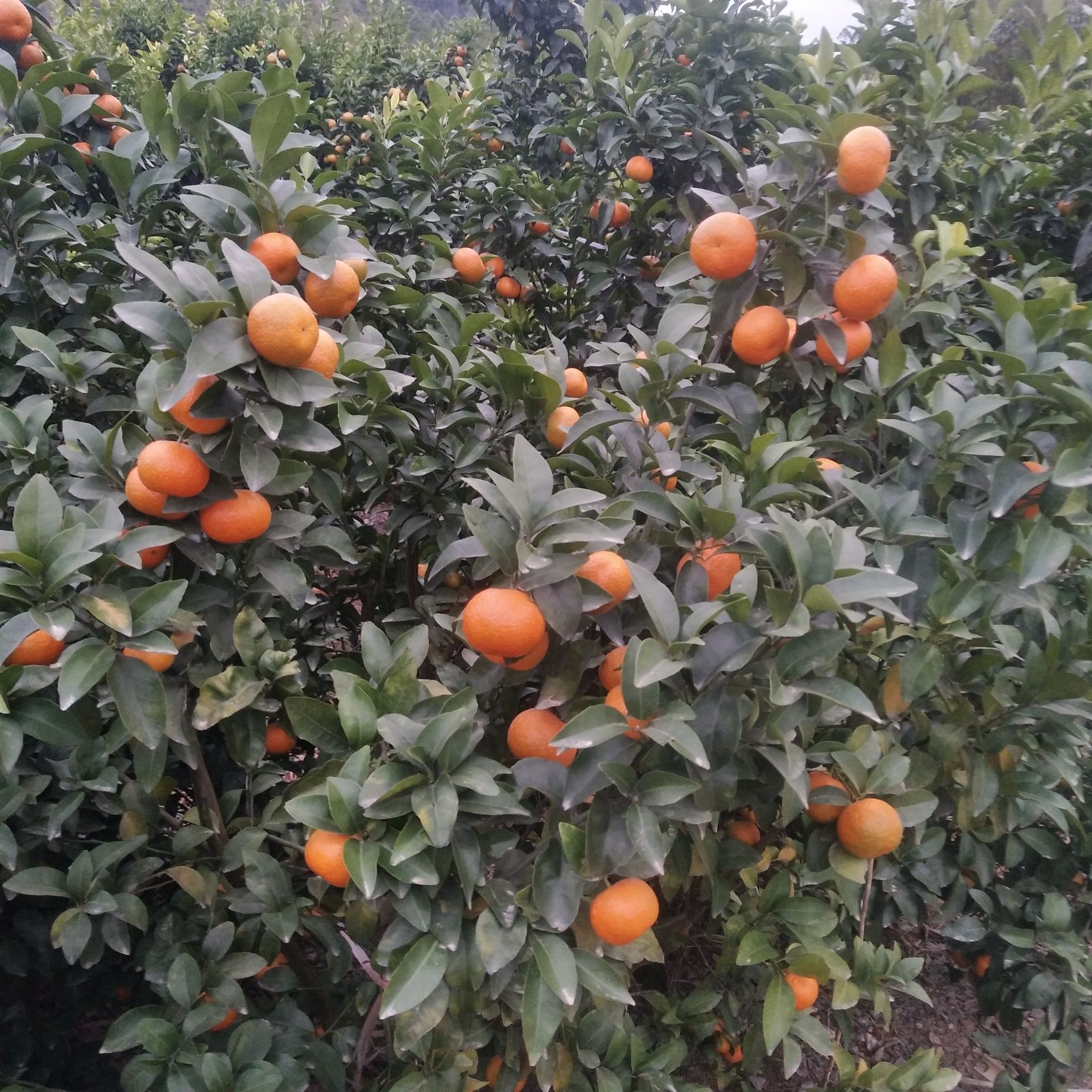  广西沙糖桔新鲜上市！