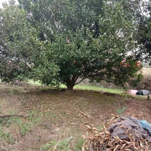全州县柑树苗 柑橘树，南丰蜜桔，棉橘