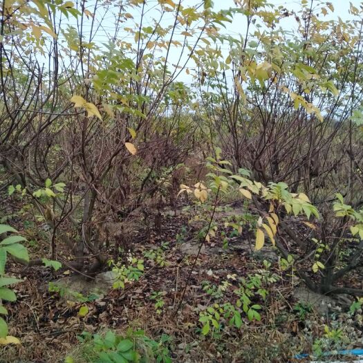 新干县正宗江西中花吴茱萸挂果丰产大树