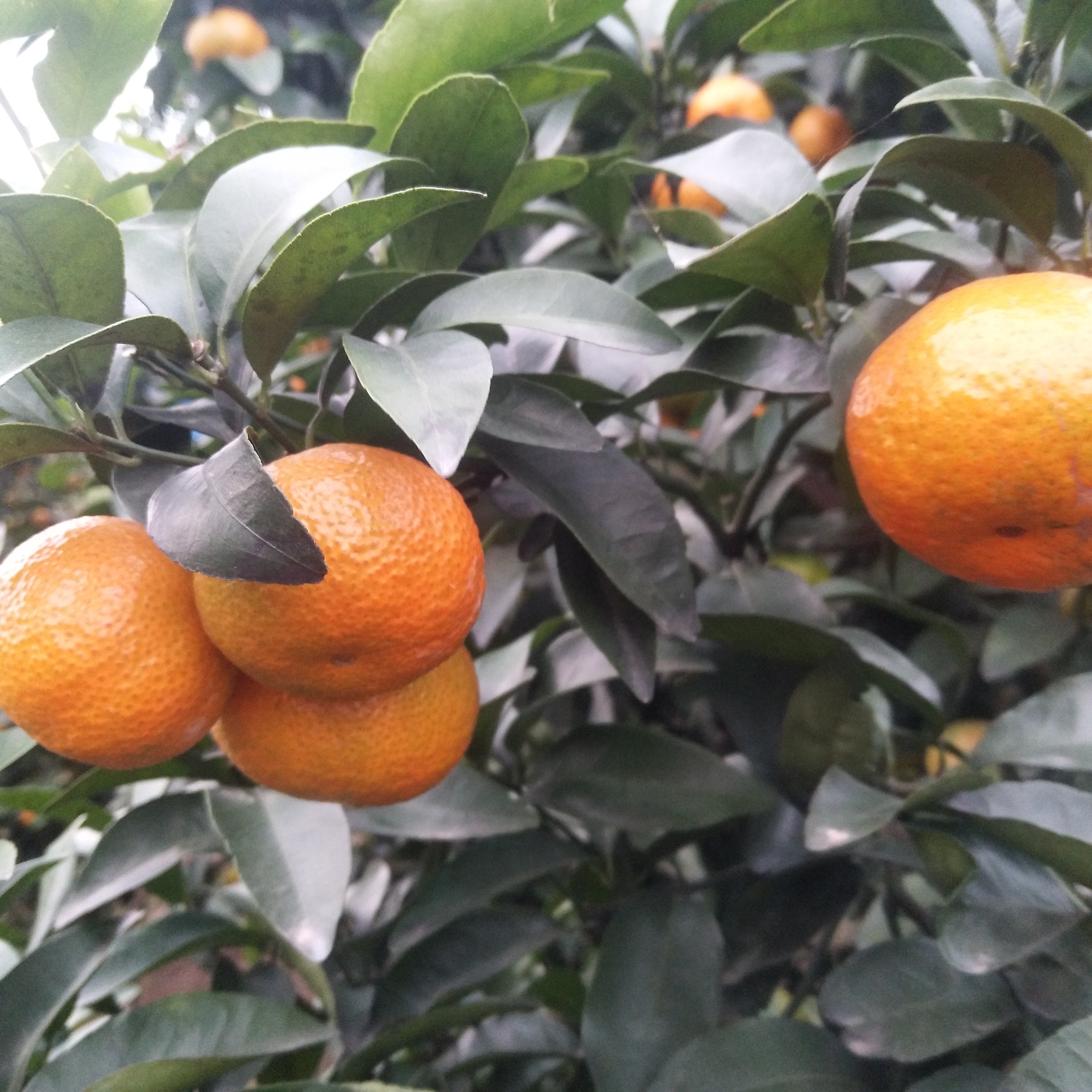  广西沙糖桔新鲜上市！