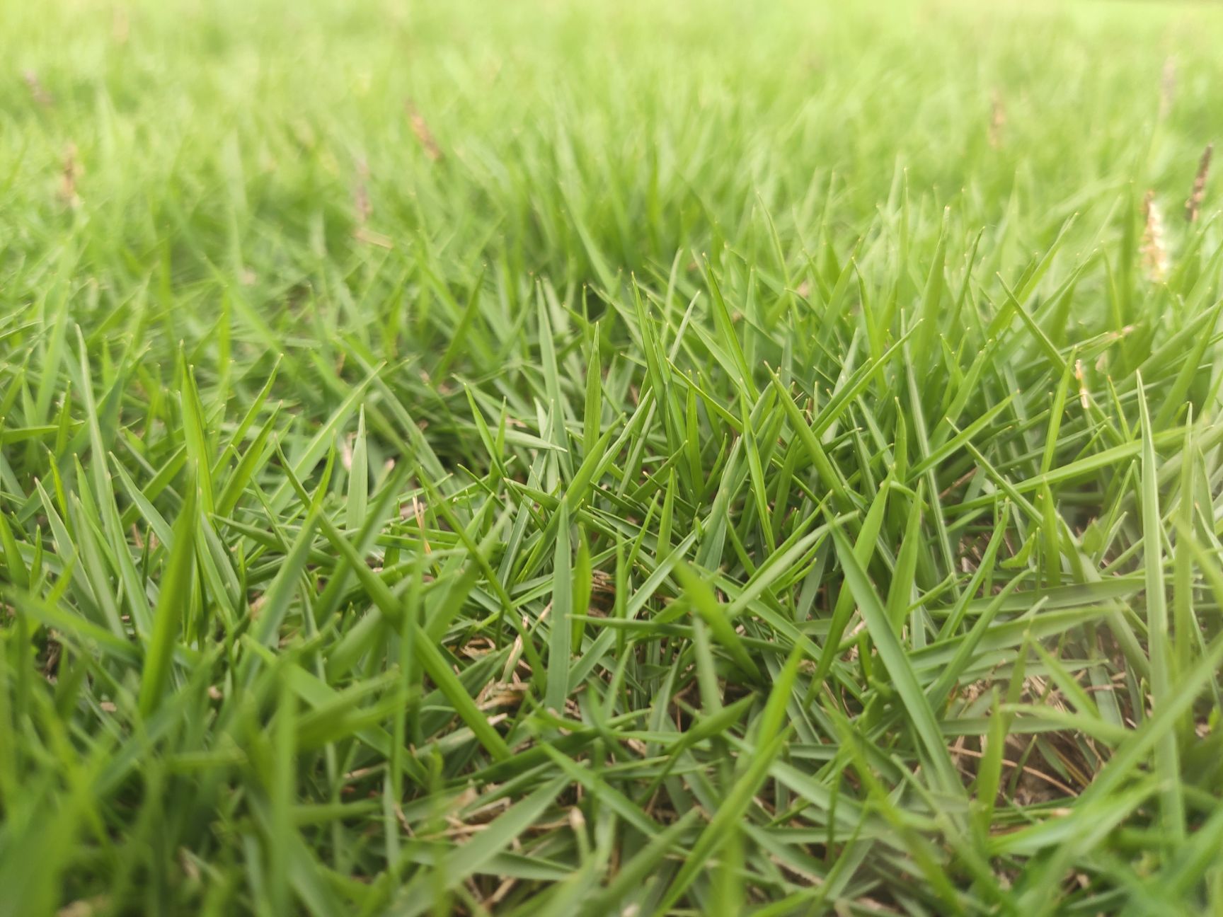马尼拉草皮  金品草皮
