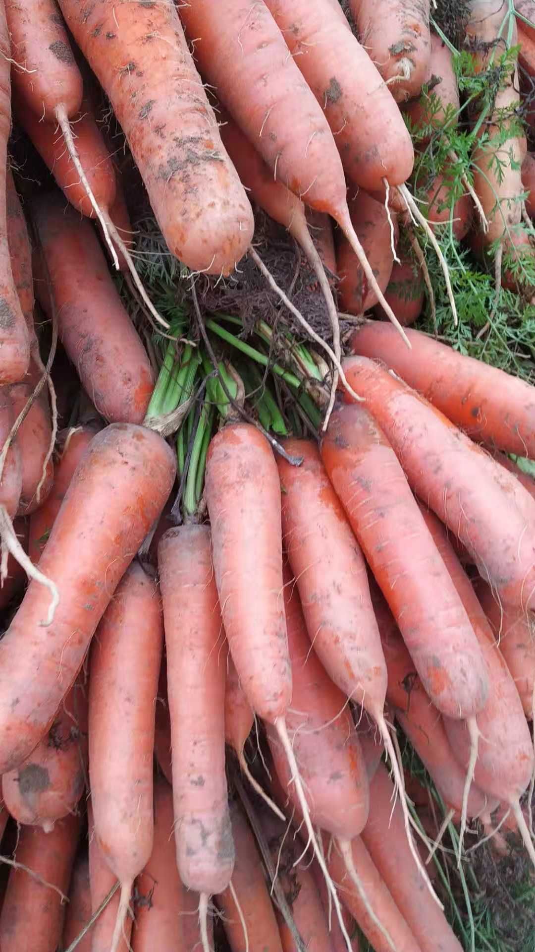 水果萝卜 优质罗卜