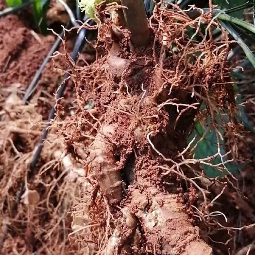 杭州 新鲜三七