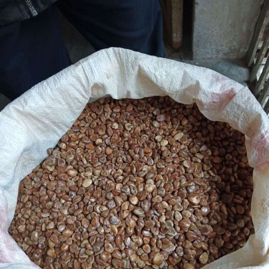 通道县黑老虎种子 黑老虎粉红1号种子