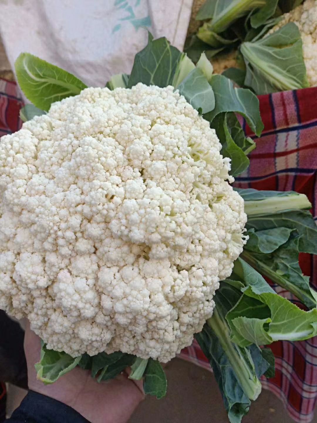 白花菜花  邯郸大量上市了，有机花，菜花，西兰花，甘蓝，大量