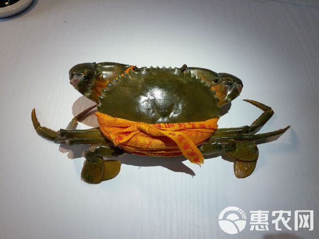  三门青蟹 出塘价 超大海螃蟹 肉蟹 味美鲜甜  壳薄肉厚