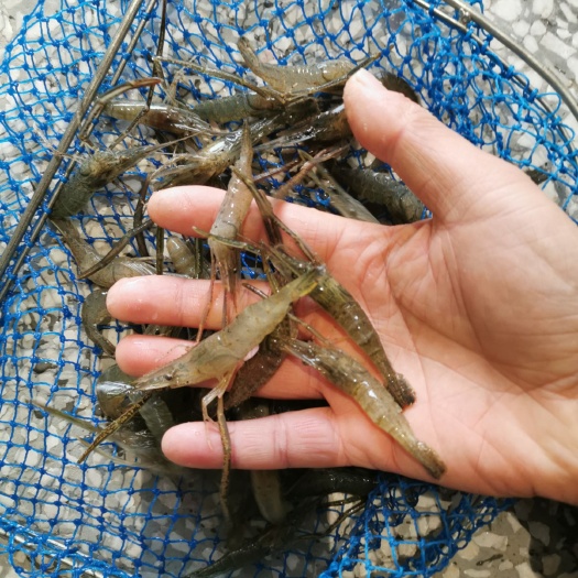 青虾 量大！有需要的朋友提前预订