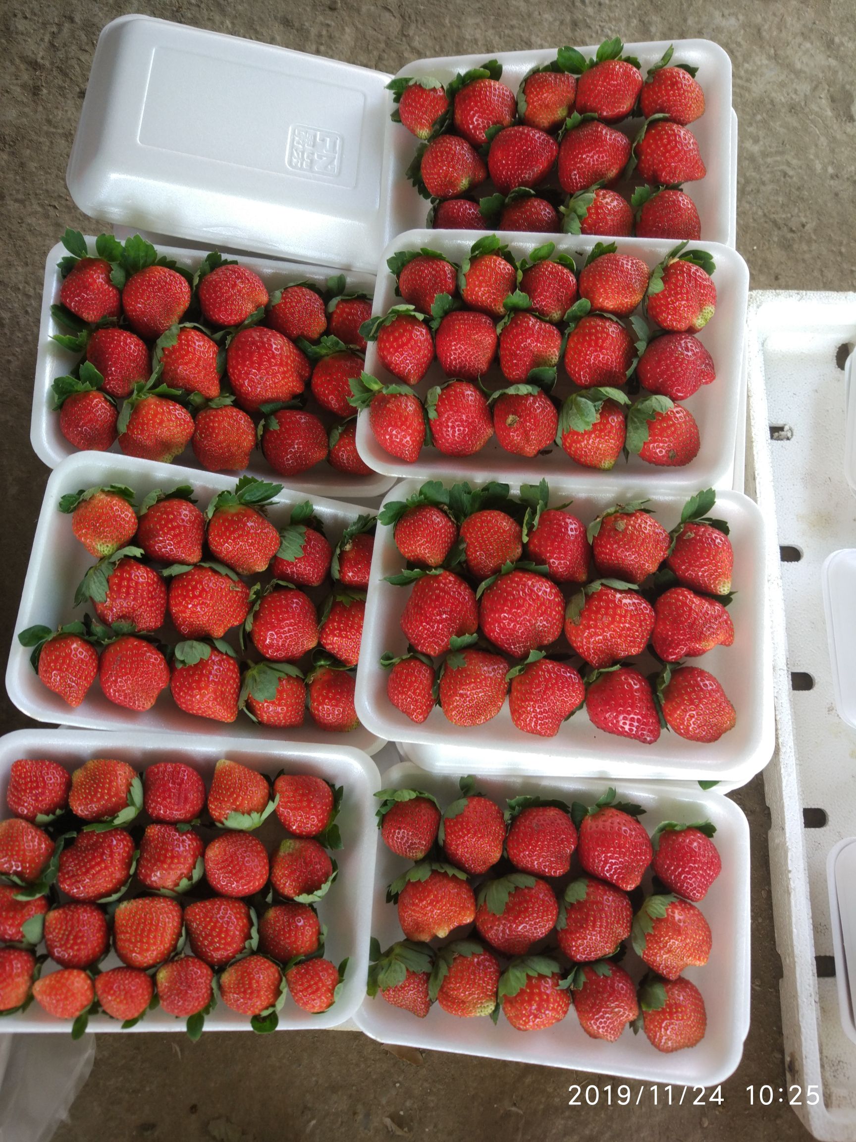 开平市 草莓要种就种出靓甜的果实出来